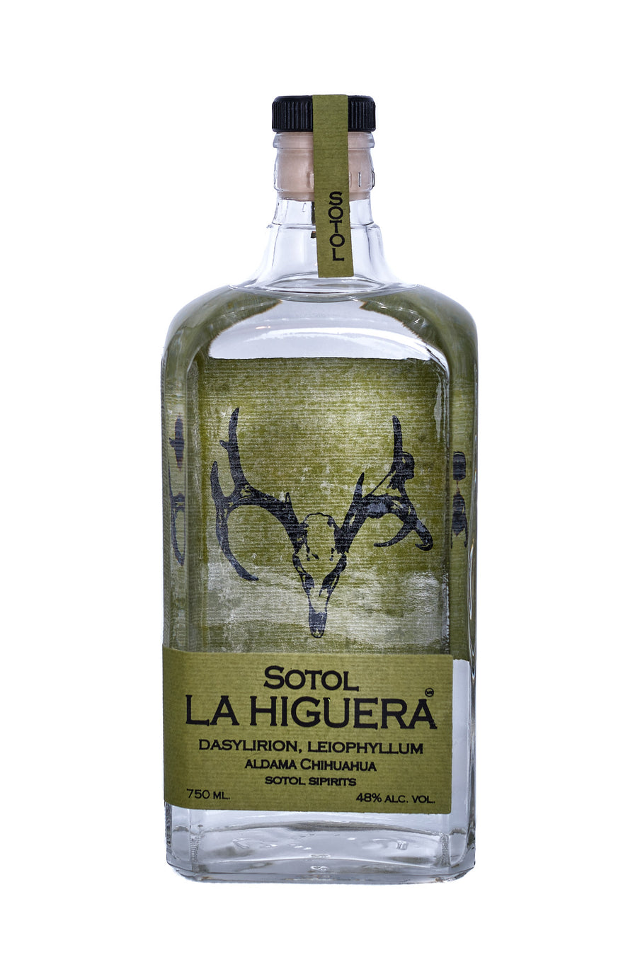 Sotol La Higuera Dasylirion Leiophyllum, Liquor Cave